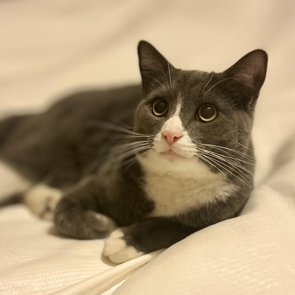 Jasper, a Adoptable Domestic Short Hair in Philadelphia, PA image 3/5