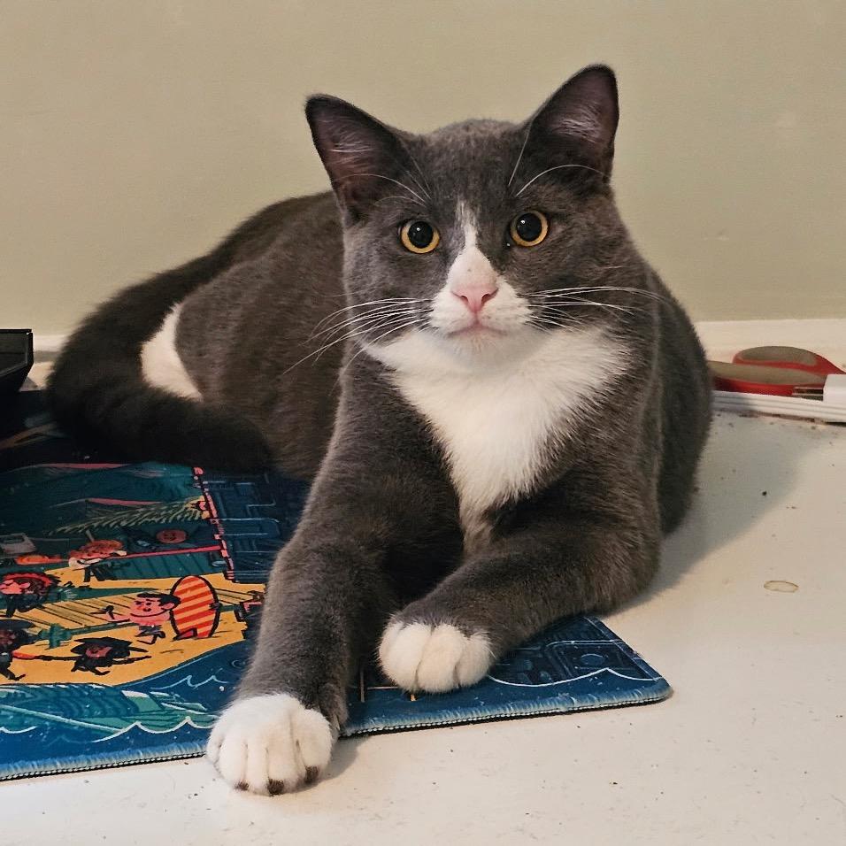 Jasper, a Adoptable Domestic Short Hair in Philadelphia, PA image 4/5