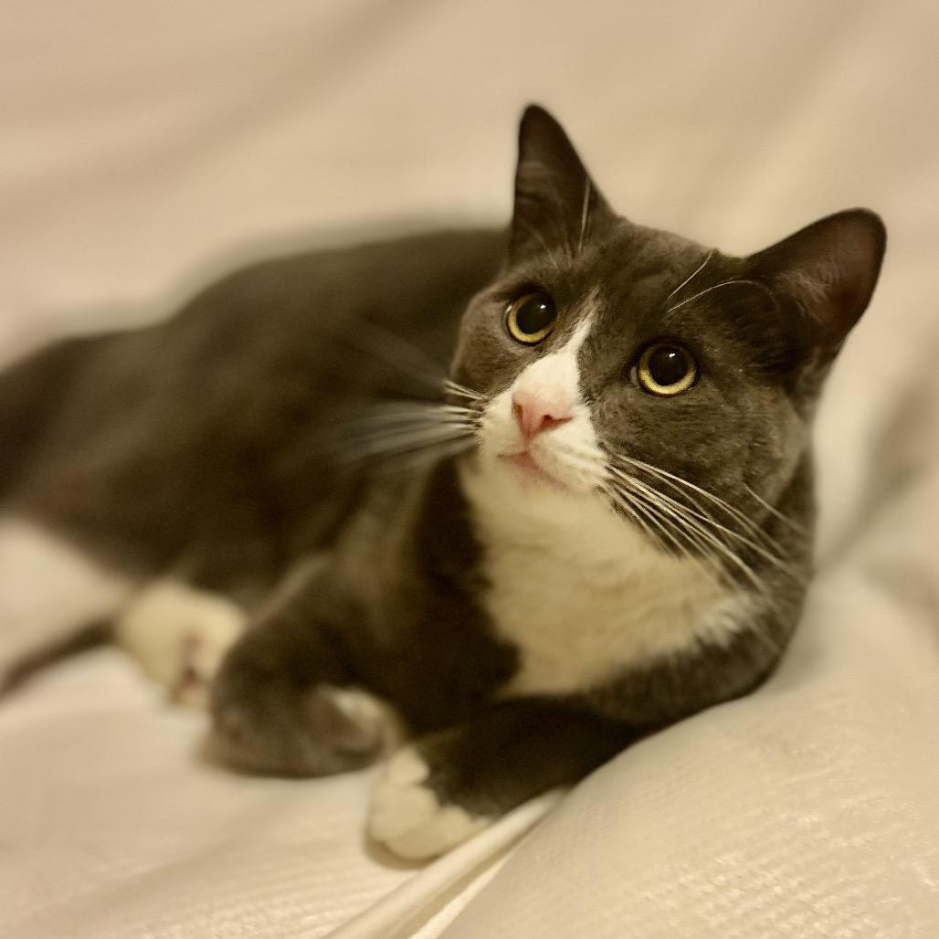 Jasper, a Adoptable Domestic Short Hair in Philadelphia, PA image 5/5