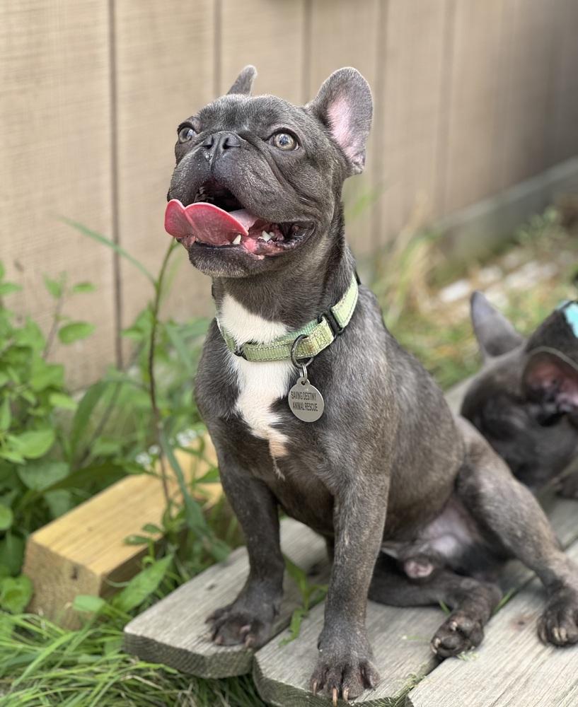 Enlarge Squidward, a ADOPTABLE French Bulldog in China Township, MI image 4/6