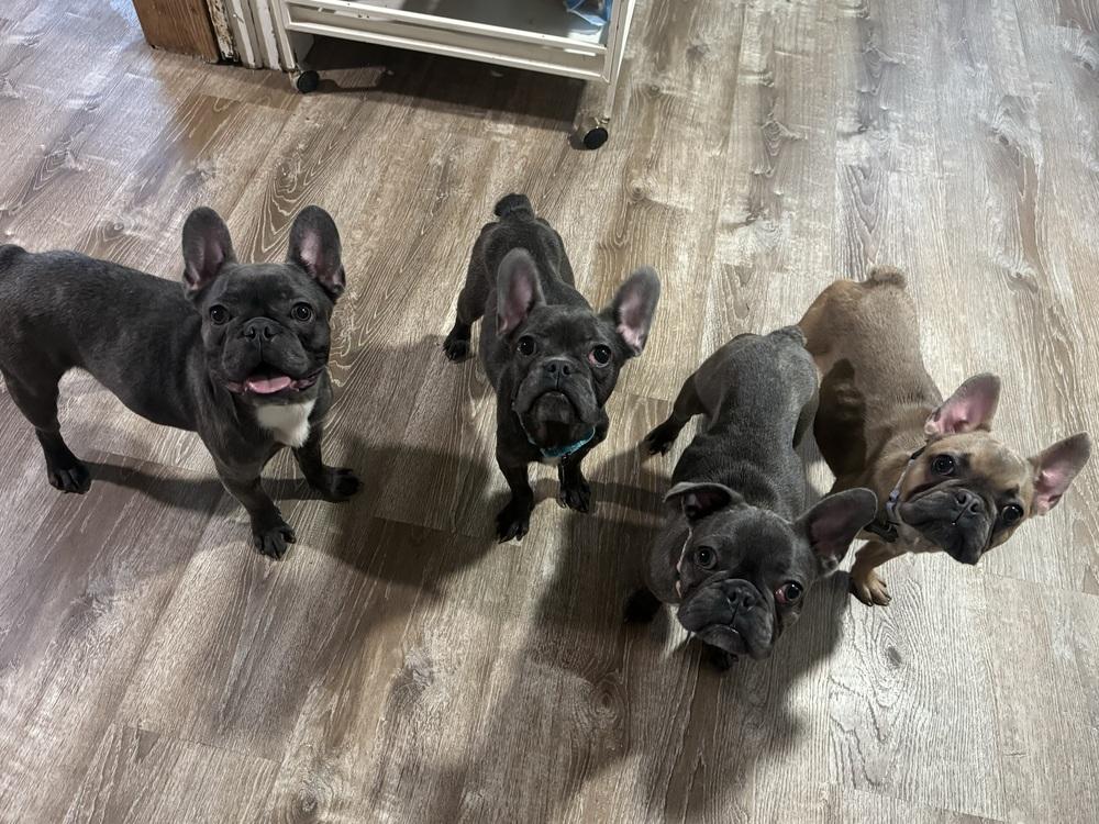 Enlarge Squidward, a ADOPTABLE French Bulldog in China Township, MI image 6/6