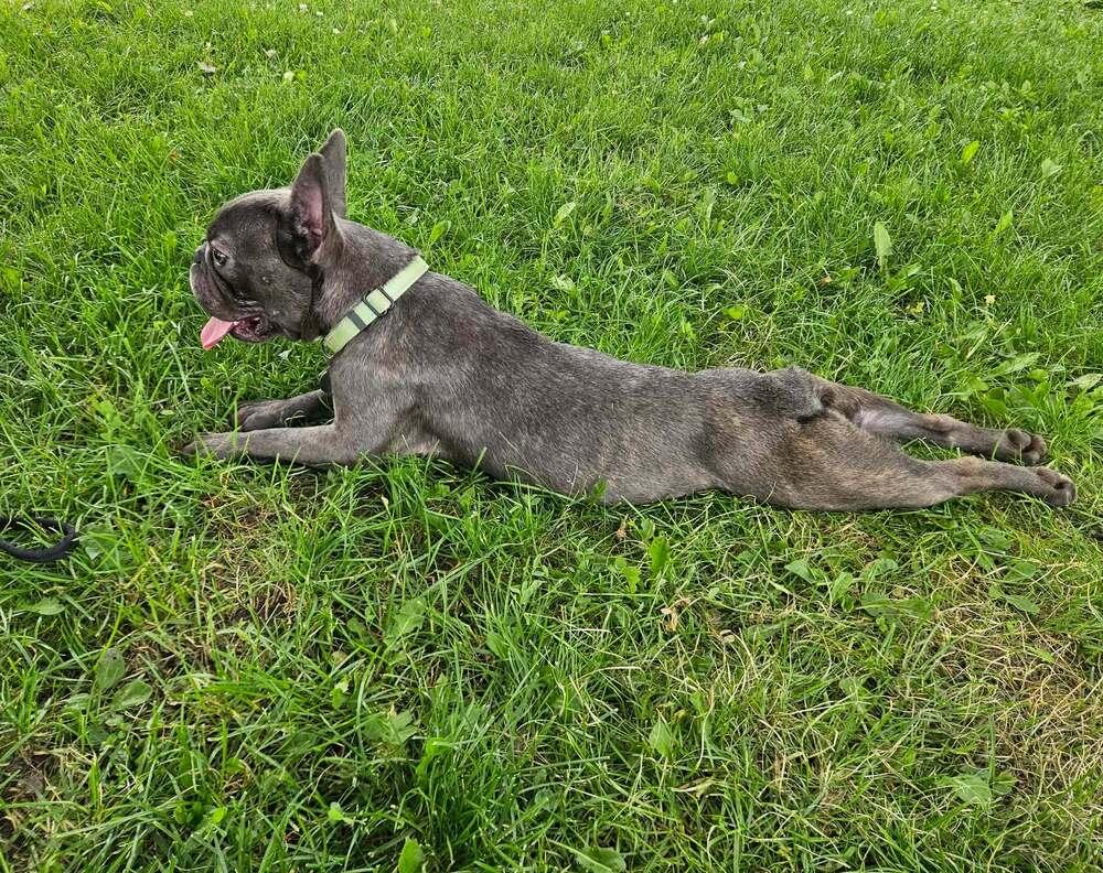 Enlarge Squidward, a ADOPTABLE French Bulldog in China Township, MI image 5/6
