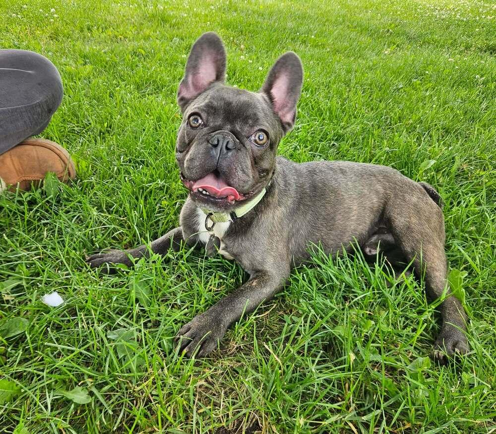 Squidward, ADOPTABLE, Young Male French Bulldog.