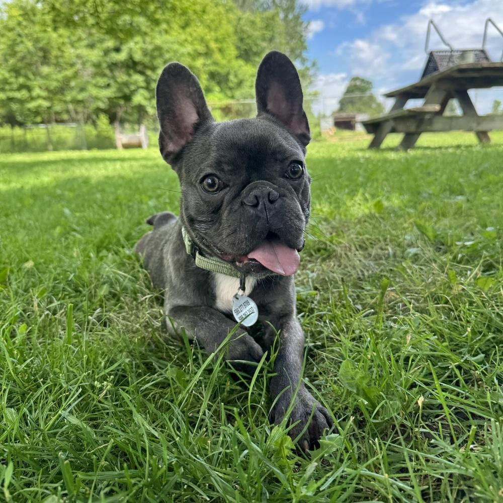 Enlarge Squidward, a ADOPTABLE French Bulldog in China Township, MI image 2/6