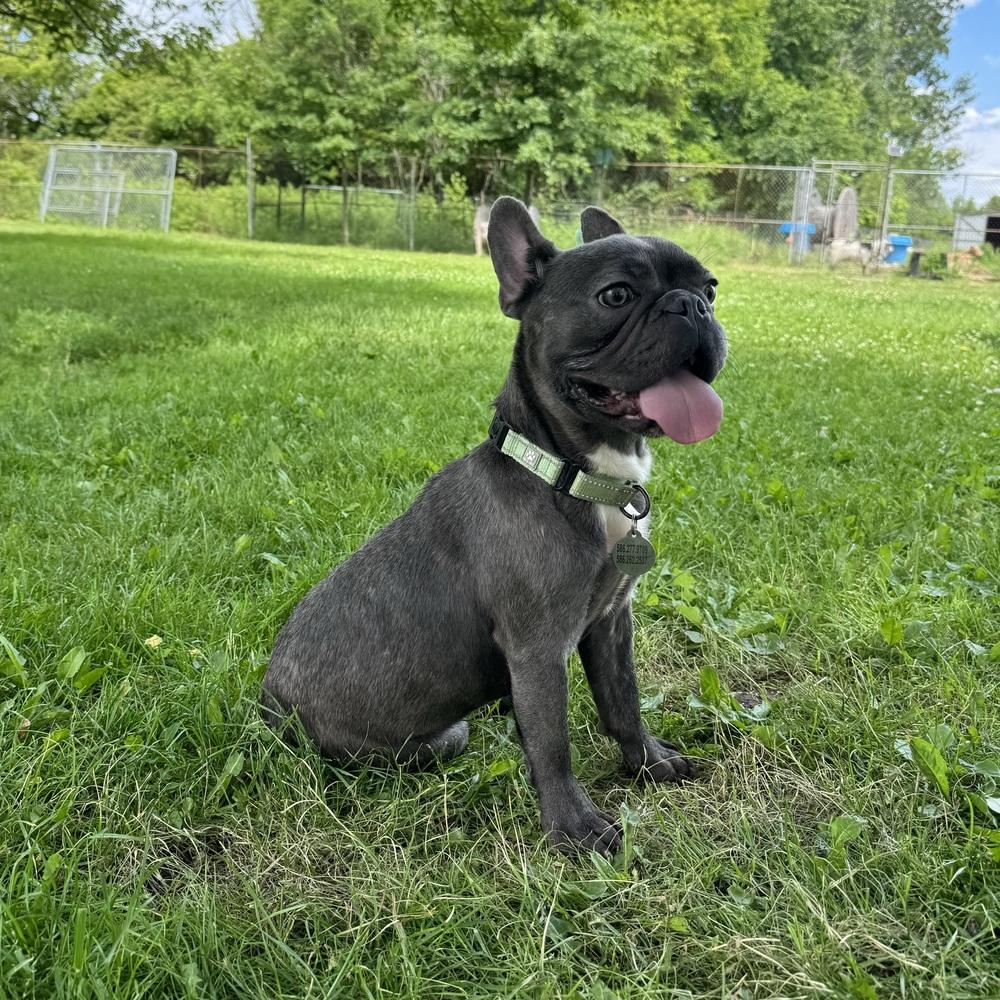 Enlarge Squidward, a ADOPTABLE French Bulldog in China Township, MI image 3/6
