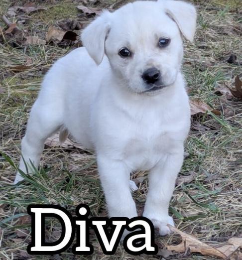 Enlarge Diva, a Adoptable Golden Retriever in Hollister, MO image 1/1