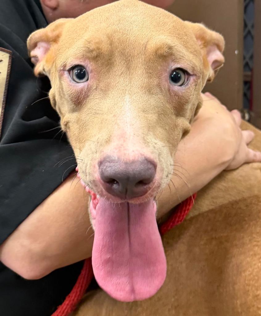 Bell, Adoptable, Young Female Vizsla.