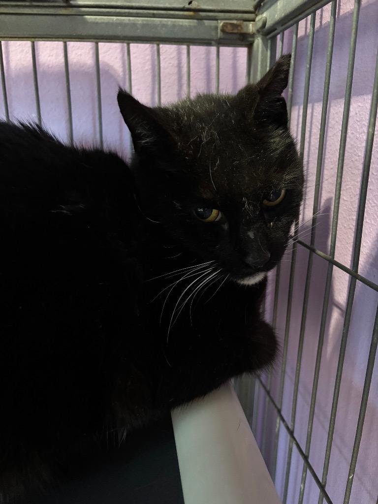 Enlarge Tuxie 2, a Adoptable mixed breed in Cambridge, MD image 1/1