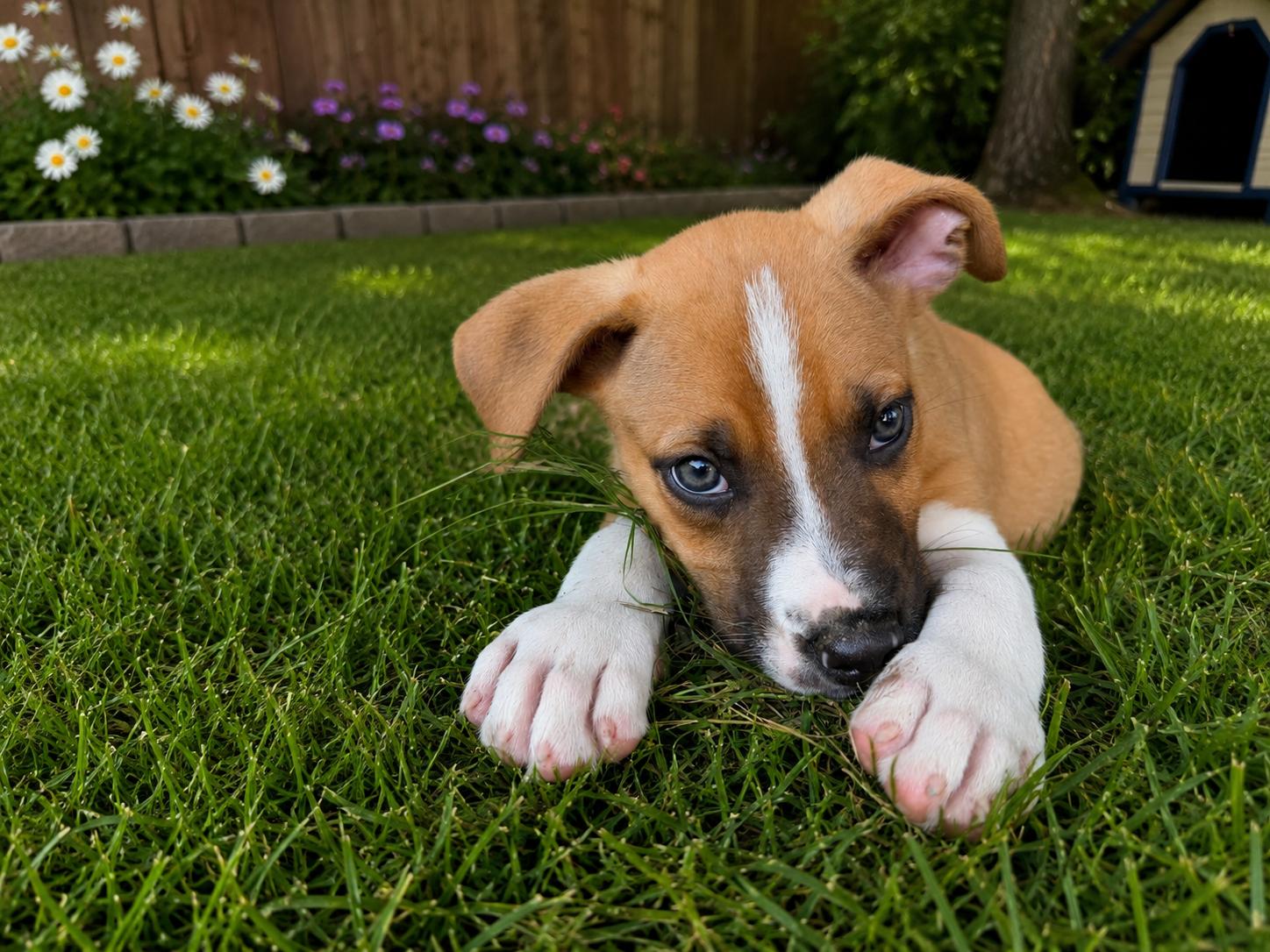 Enlarge Sterling, a Adoptable mixed breed in Chickamauga, GA image 3/4