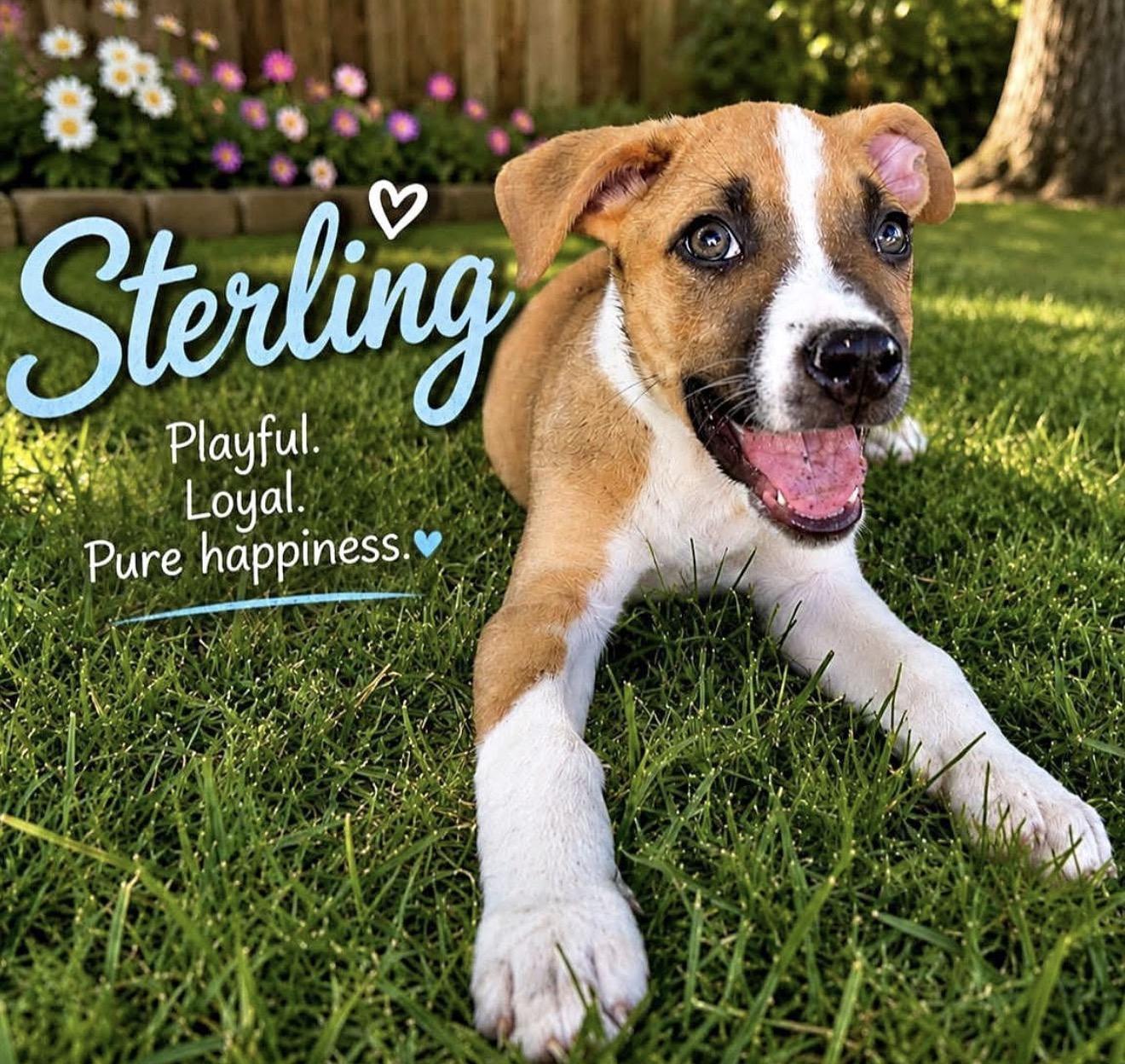 Sterling, Adoptable, Puppy Male Pit Bull Terrier & Catahoula Leopard Dog.