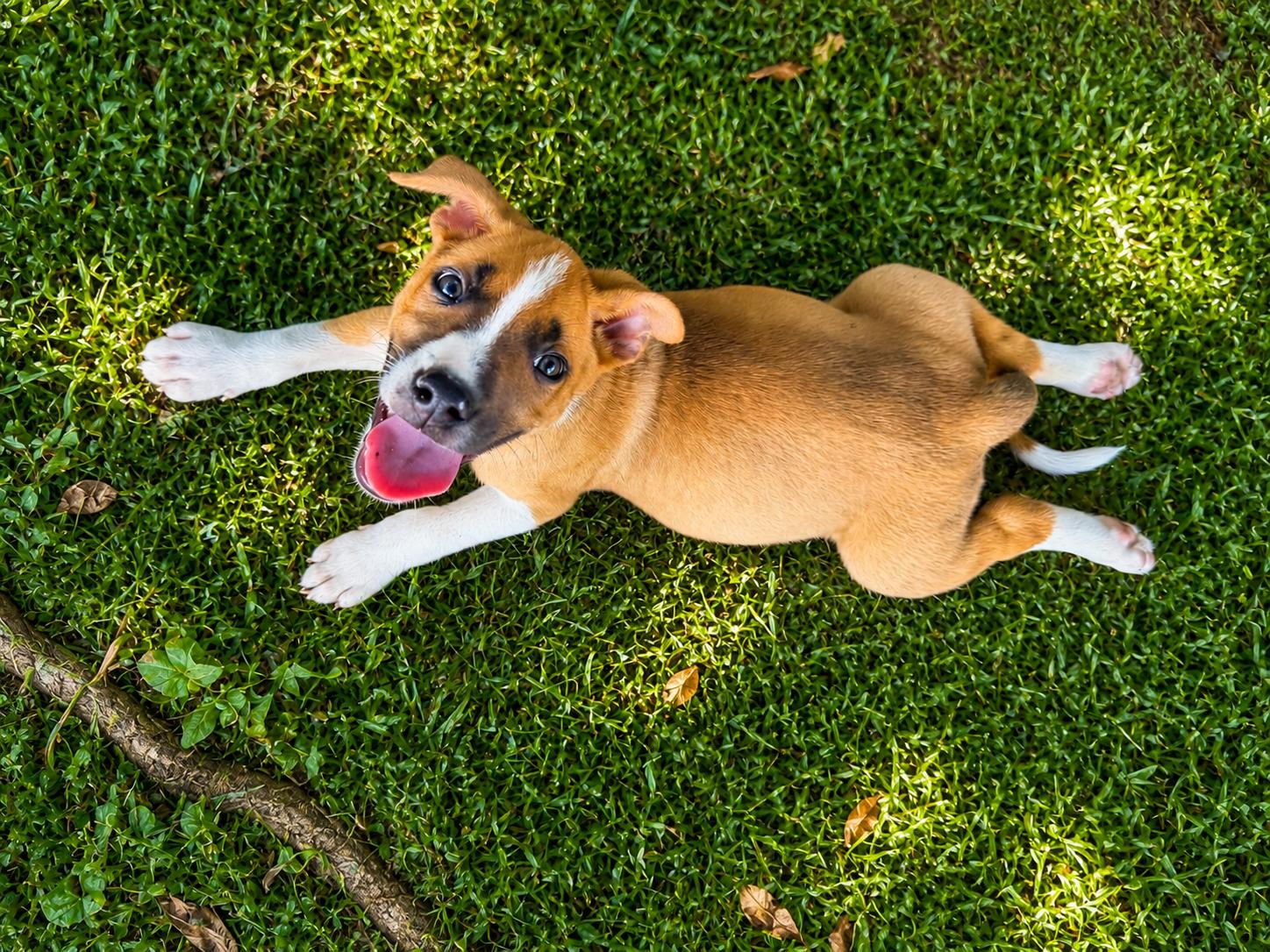 Enlarge Sterling, a Adoptable mixed breed in Chickamauga, GA image 4/4