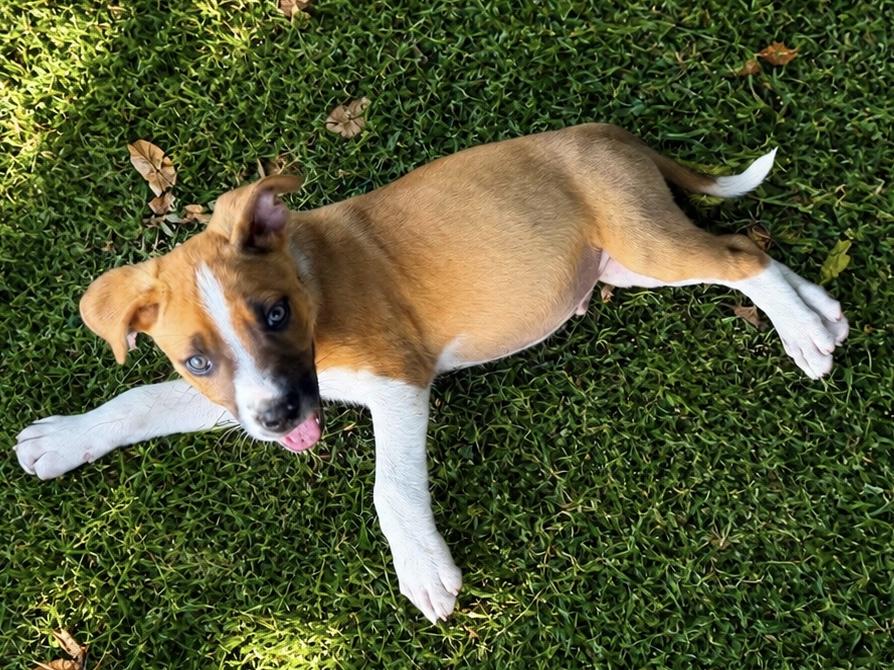 Enlarge Sterling, a Adoptable mixed breed in Chickamauga, GA image 2/4
