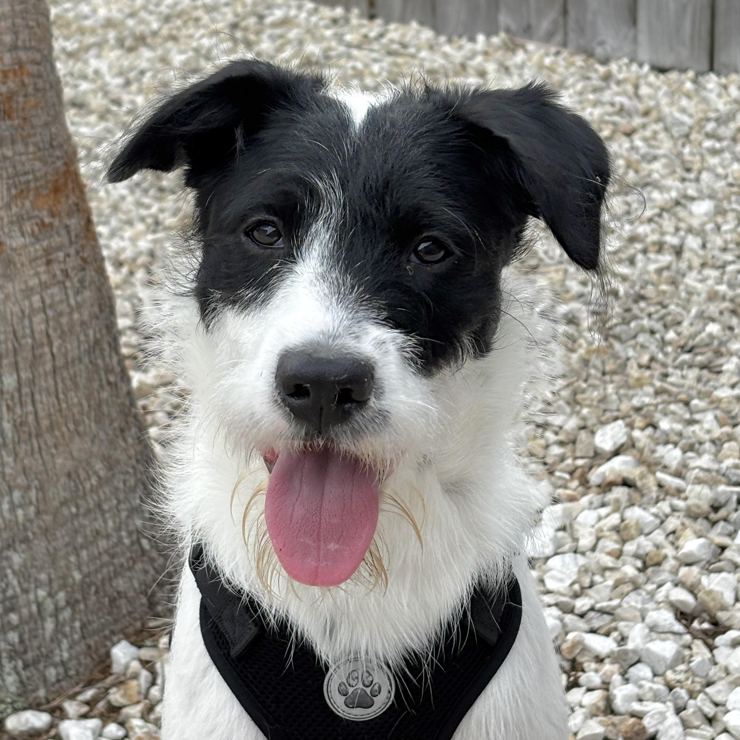 Lacy Lou, adopted, Young Female Poodle & Wirehaired Terrier.