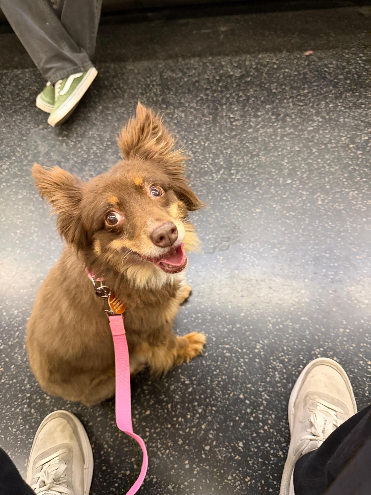 Enlarge Belle(ville), an adopted Australian Shepherd in Brooklyn, NY image 2/6