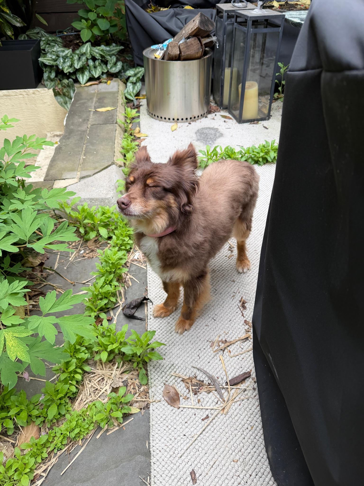 Enlarge Belle(ville), an adopted Australian Shepherd in Brooklyn, NY image 5/6