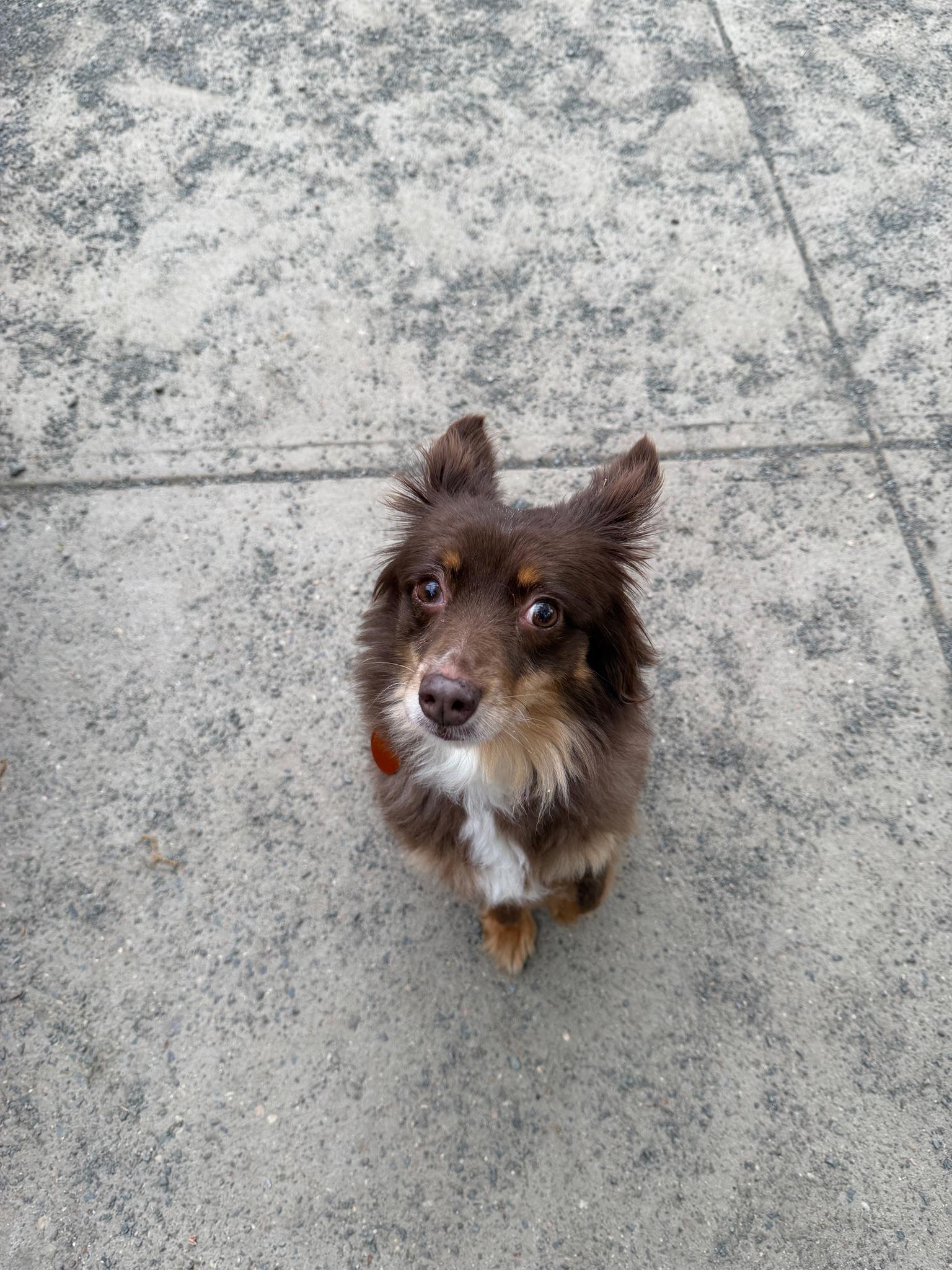 Enlarge Belle(ville), an adopted Australian Shepherd in Brooklyn, NY image 4/6