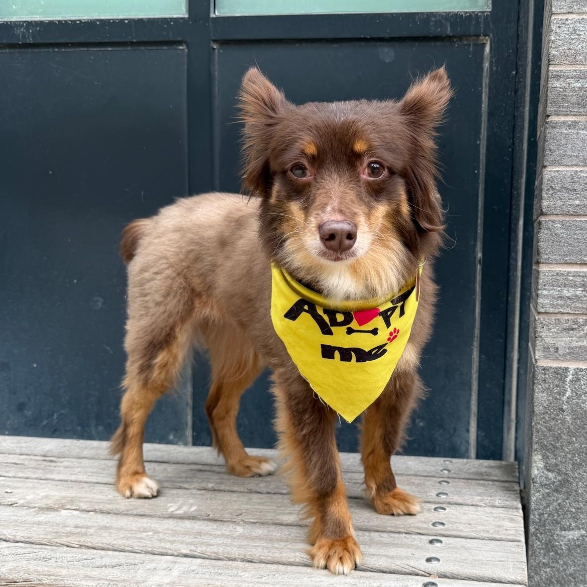 Belle(ville), adopted, Adult Female Australian Shepherd.