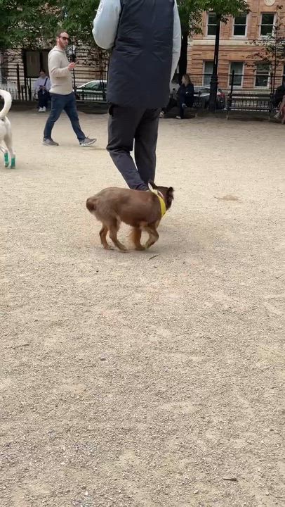 Enlarge Belle(ville), an adopted Australian Shepherd in Brooklyn, NY video 6/6