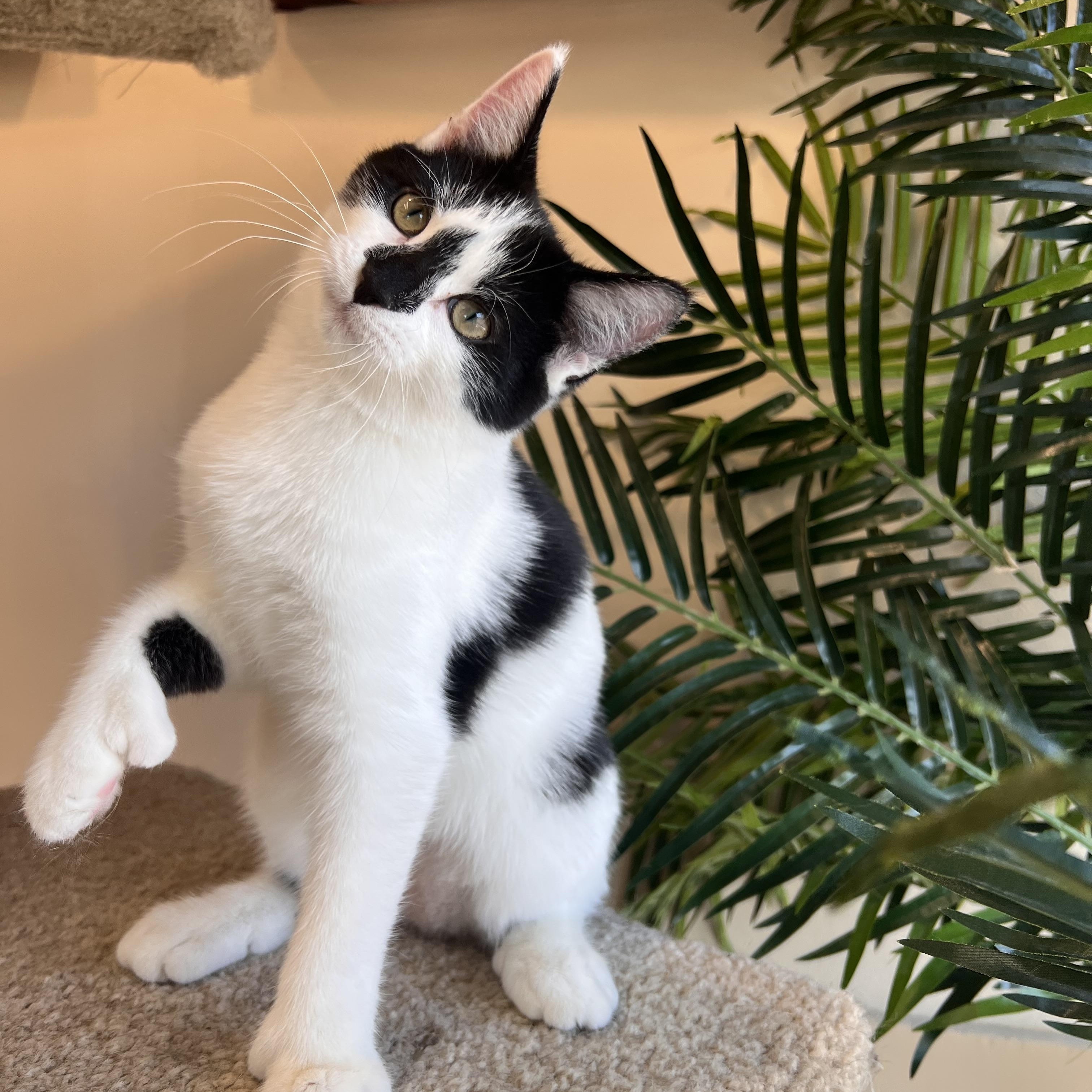 Marshmallow, a Adopted Extra-Toes Cat / Hemingway Polydactyl in Madison, WI image 1/5