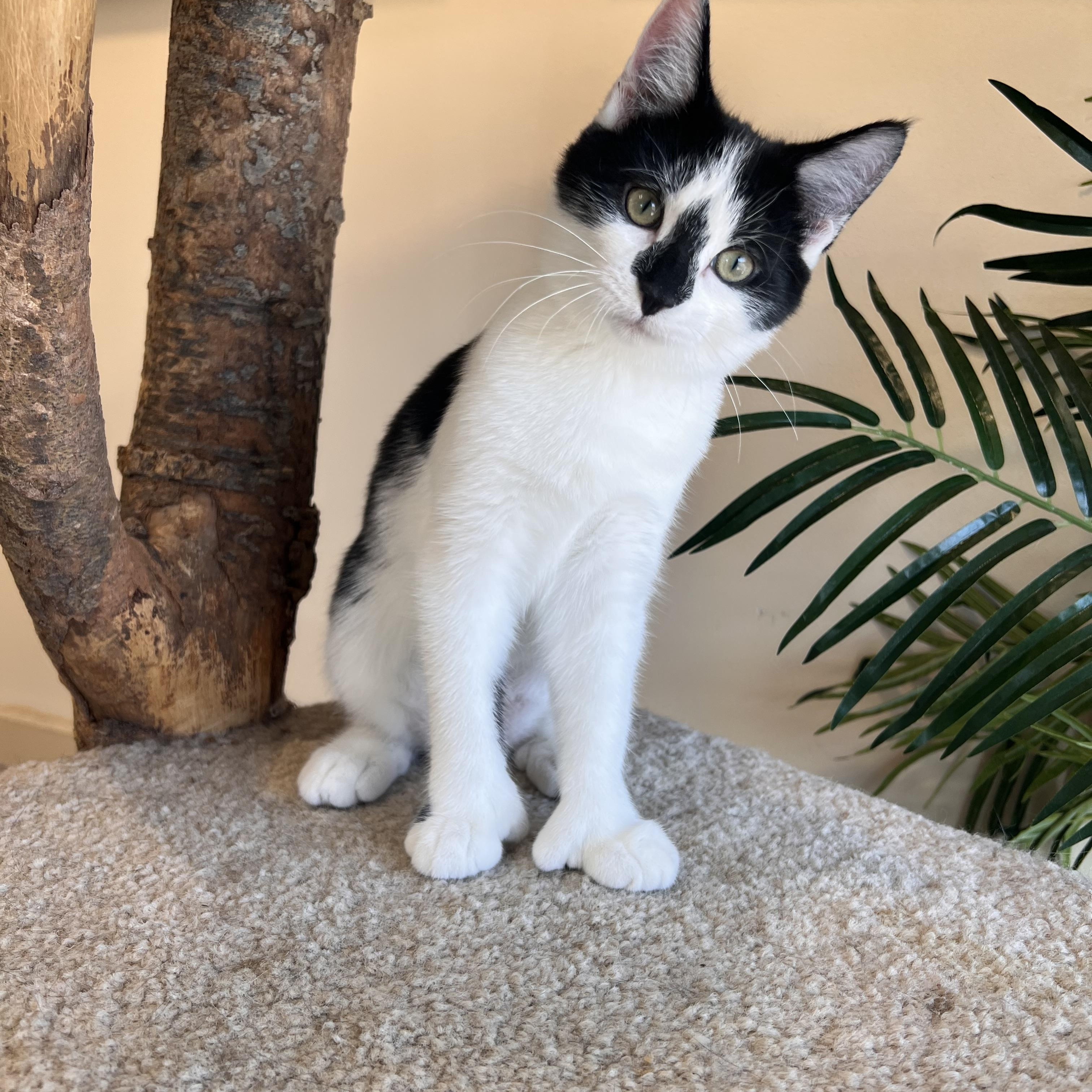 Marshmallow, a Adopted Extra-Toes Cat / Hemingway Polydactyl in Madison, WI image 2/5
