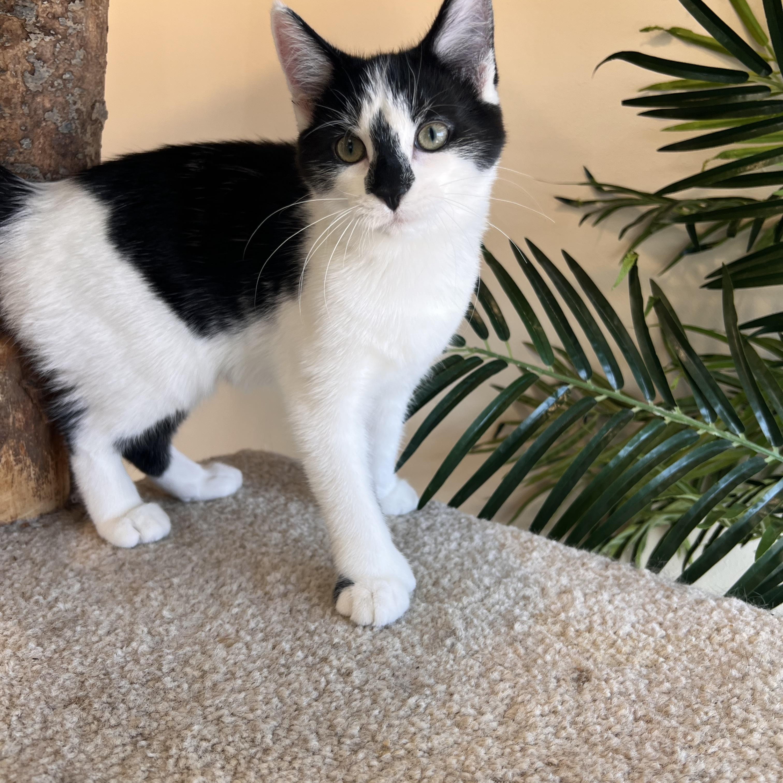 Marshmallow, a Adopted Extra-Toes Cat / Hemingway Polydactyl in Madison, WI image 3/5