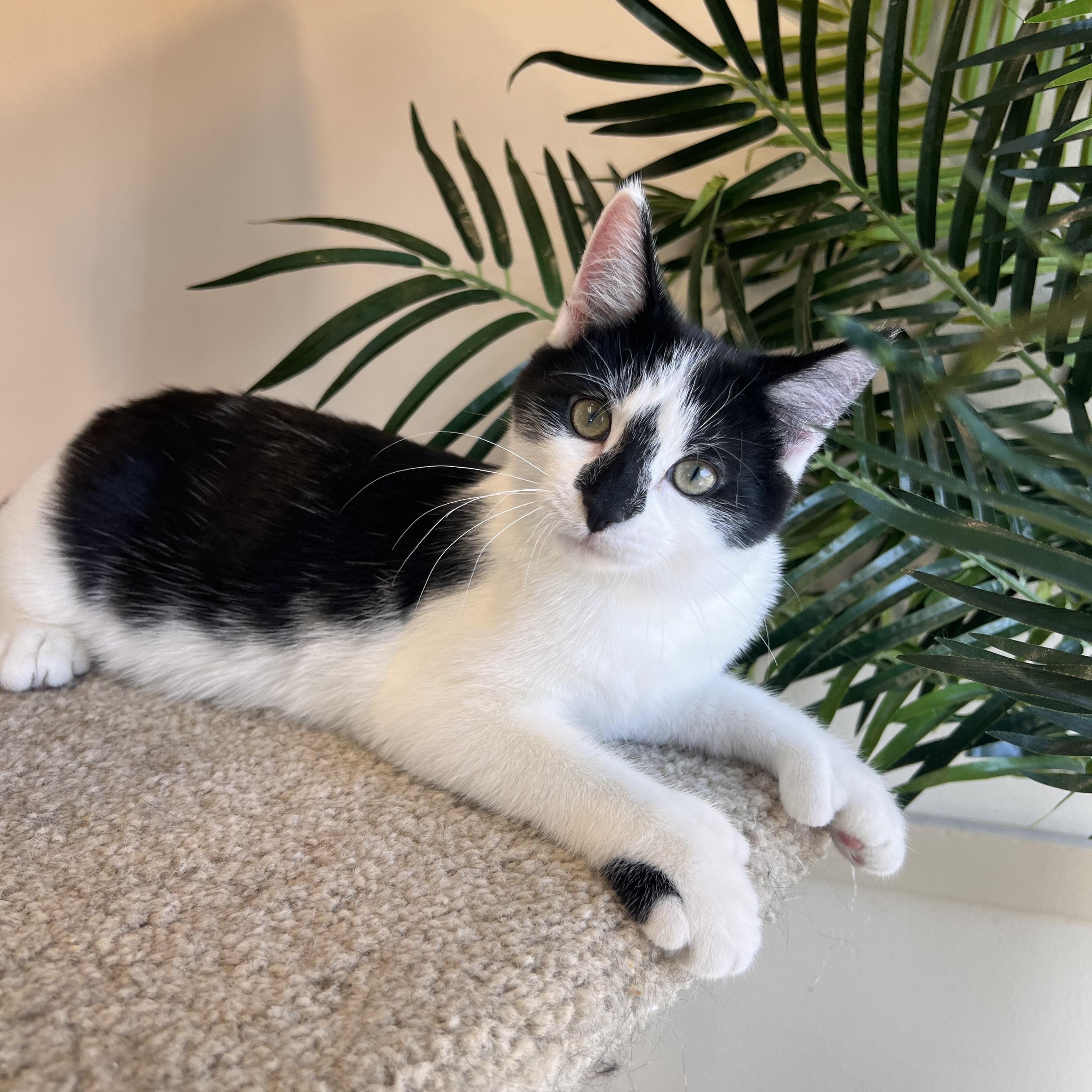 Marshmallow, a Adopted Extra-Toes Cat / Hemingway Polydactyl in Madison, WI image 5/5