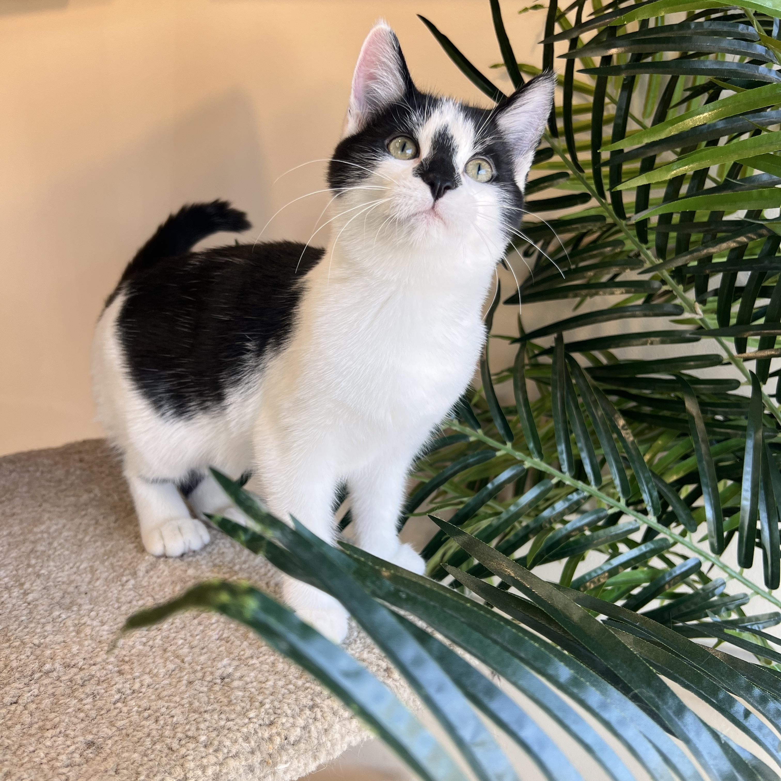 Marshmallow, a Adopted Extra-Toes Cat / Hemingway Polydactyl in Madison, WI image 4/5