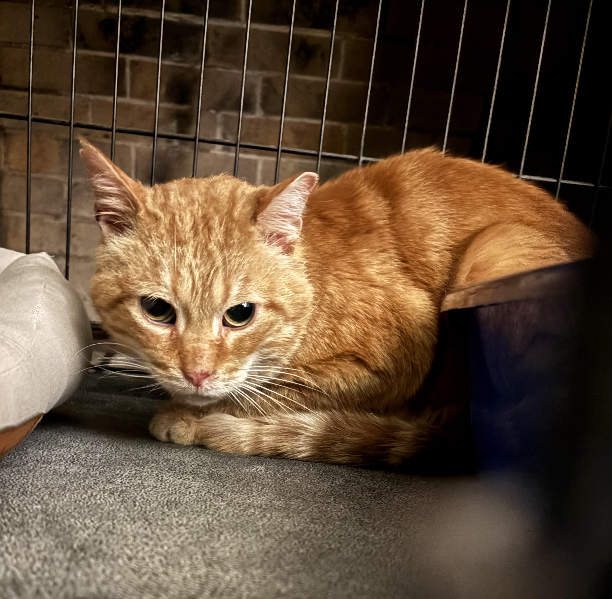 RICKY, Adoptable, Adult Male British Shorthair & Tabby.