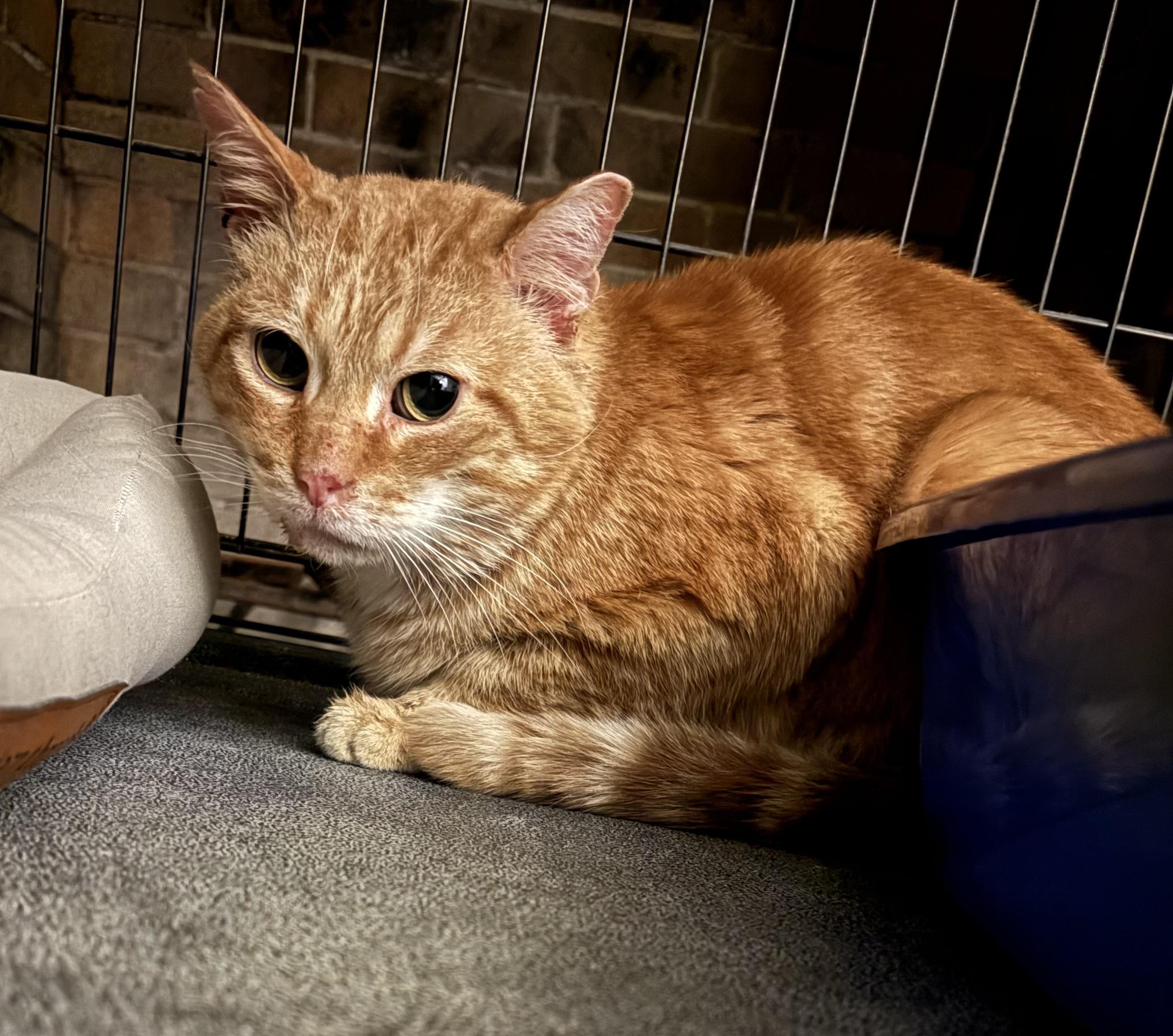 RICKY, a Adoptable mixed breed in Columbus, OH image 2/3