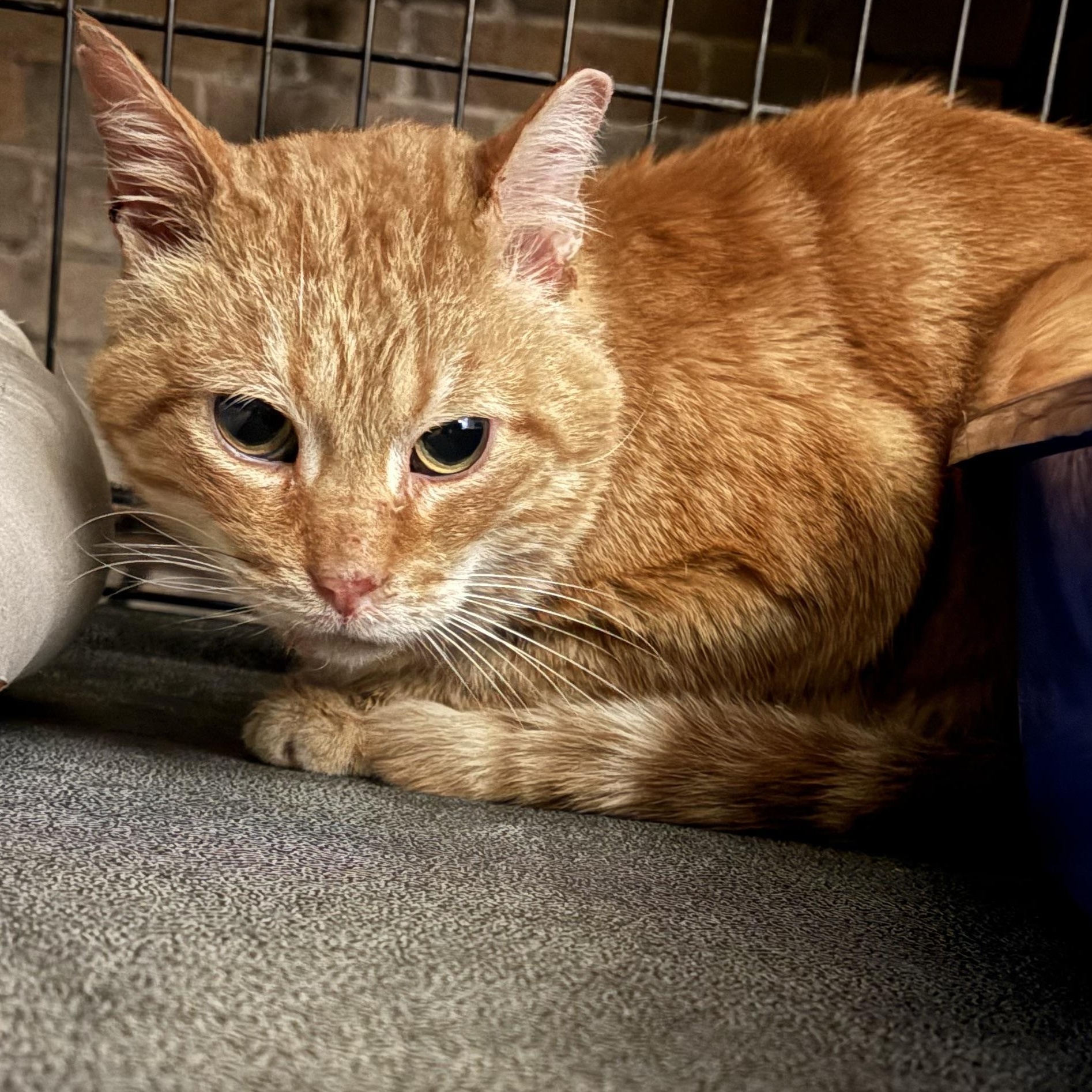 RICKY, a Adoptable mixed breed in Columbus, OH image 3/3