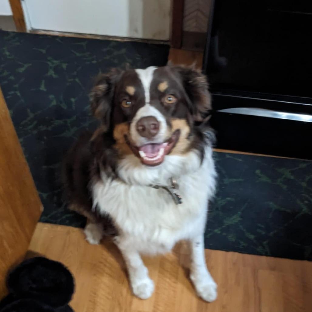 Enlarge Butters, a Adoptable Australian Shepherd in Ada, MN image 1/1