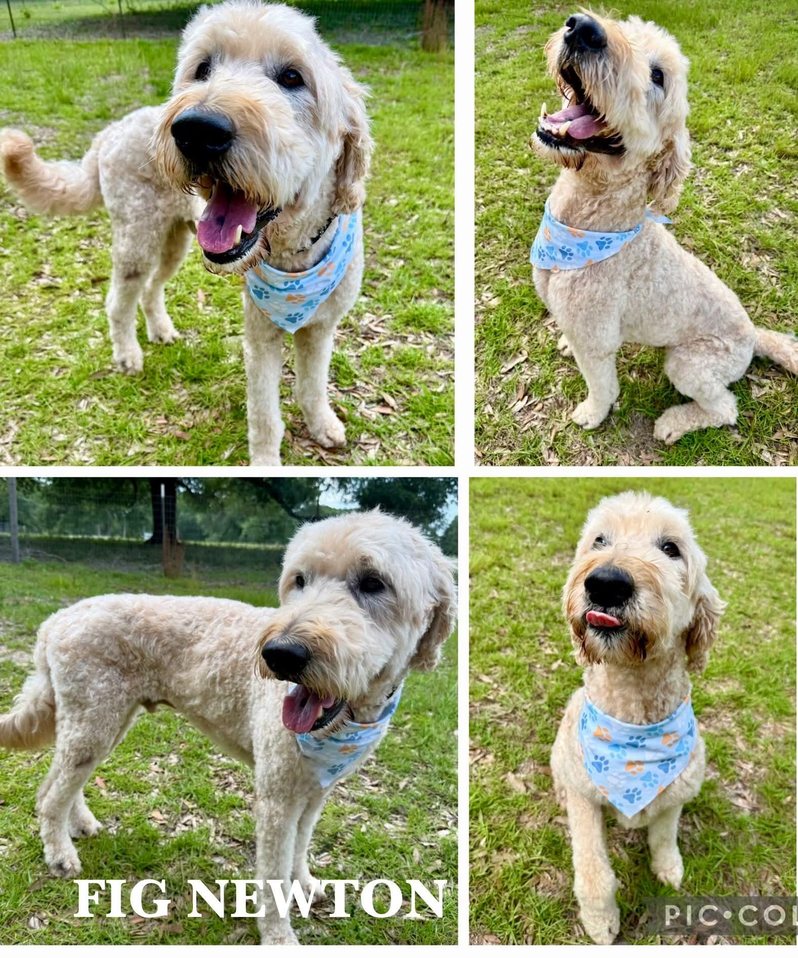 Fig newton, adopted, Adult Male Goldendoodle.
