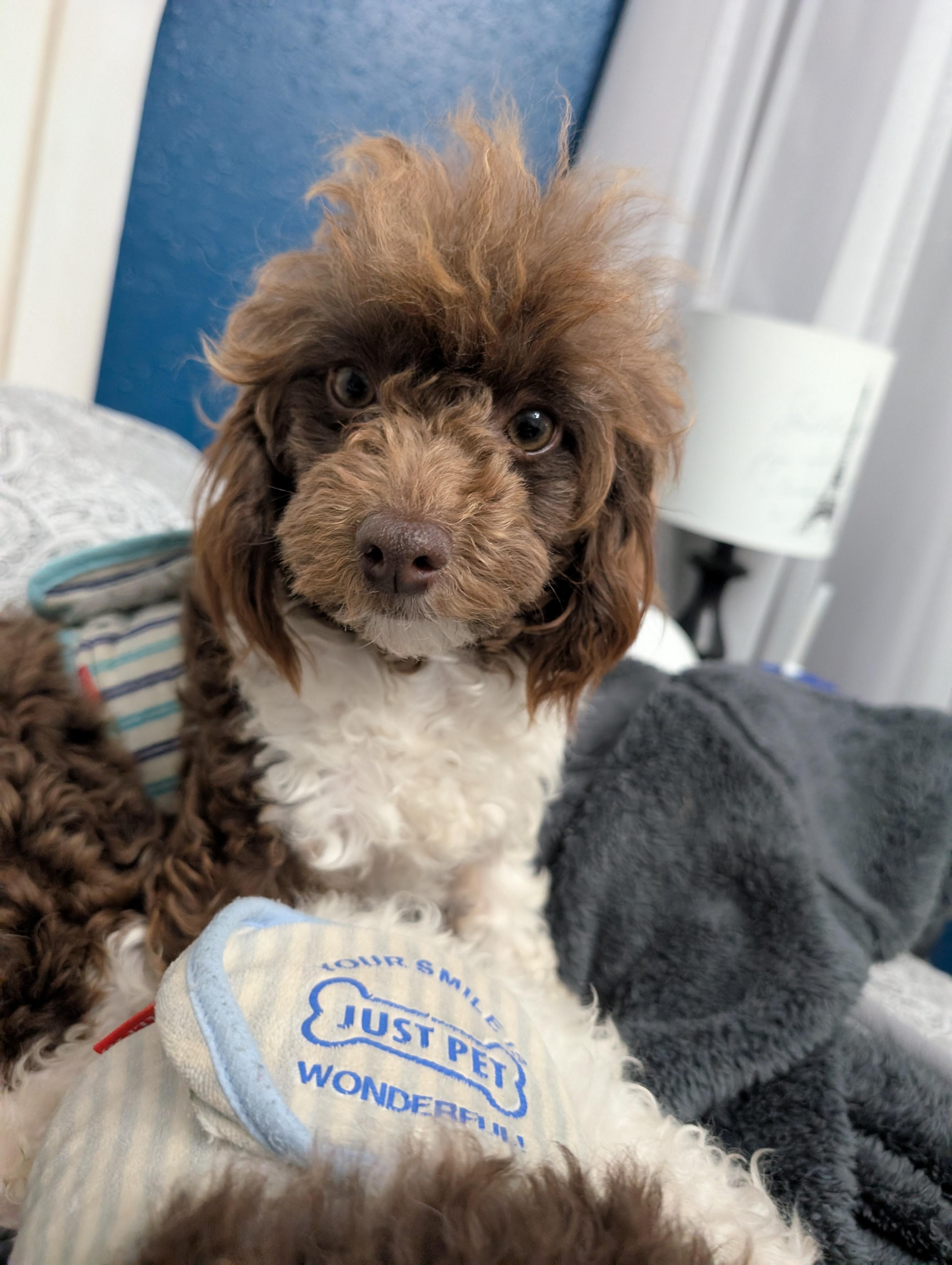 Enlarge Dill, a ADOPTABLE Miniature Poodle in Kansas City, MO image 3/5