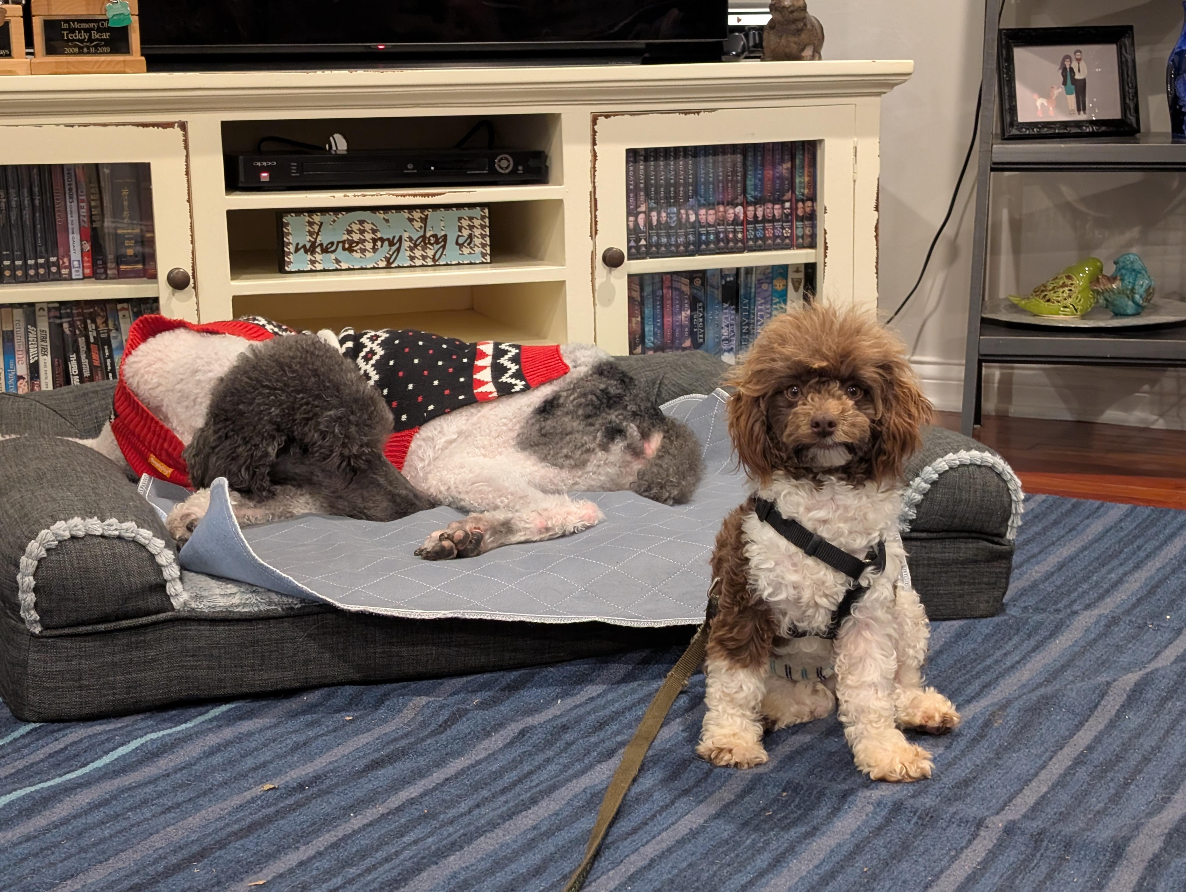 Enlarge Dill, a ADOPTABLE Miniature Poodle in Kansas City, MO image 2/5