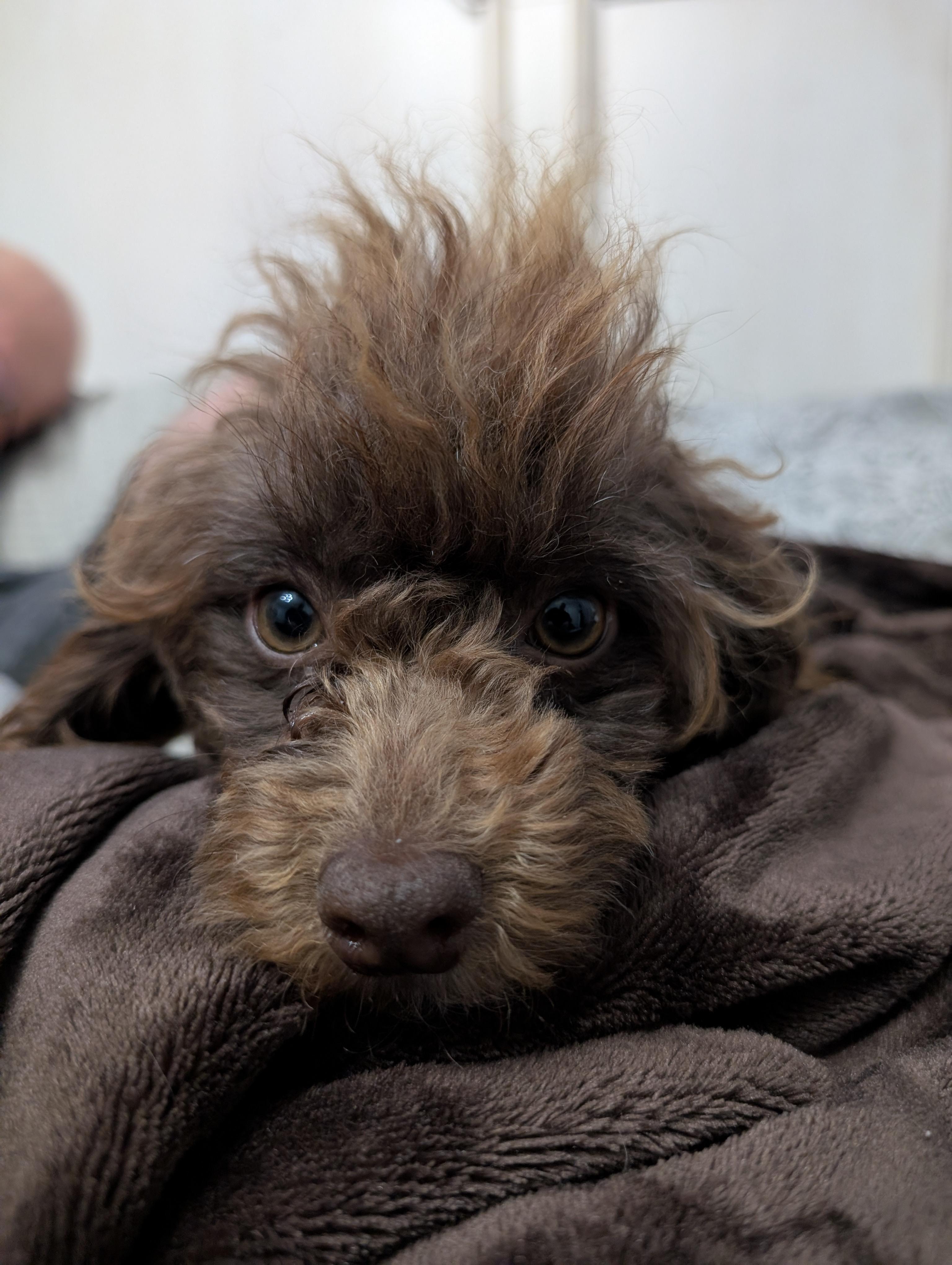 Enlarge Dill, a ADOPTABLE Miniature Poodle in Kansas City, MO image 4/5