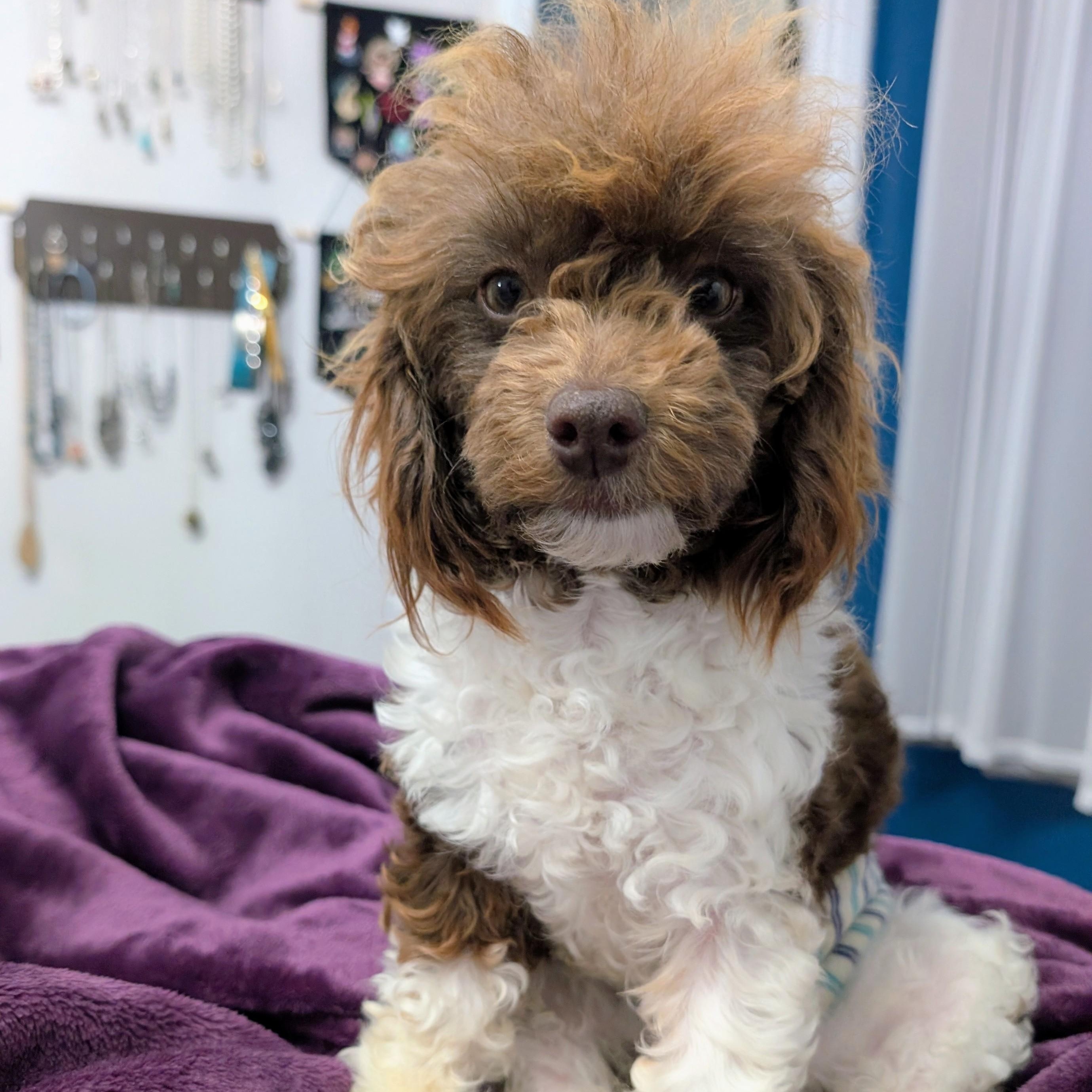 Dill, ADOPTABLE, Puppy Male Miniature Poodle.
