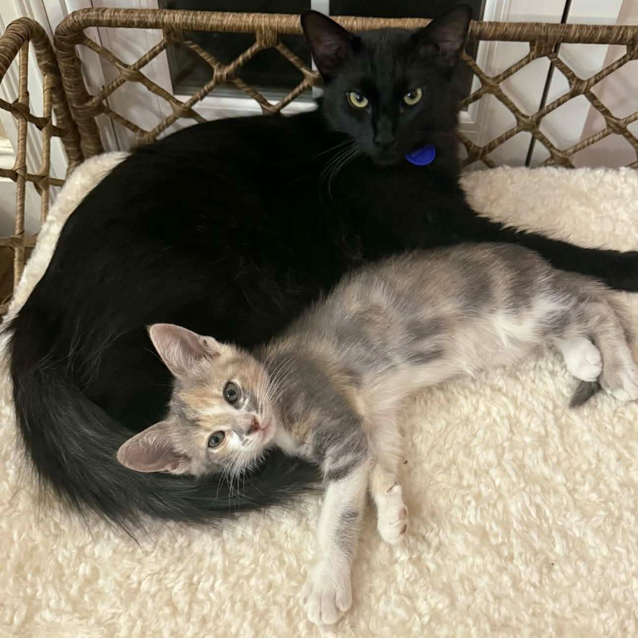 Enlarge :::Topaz & Pearl:::, an adopted mixed breed in Yorba Linda, CA image 3/5