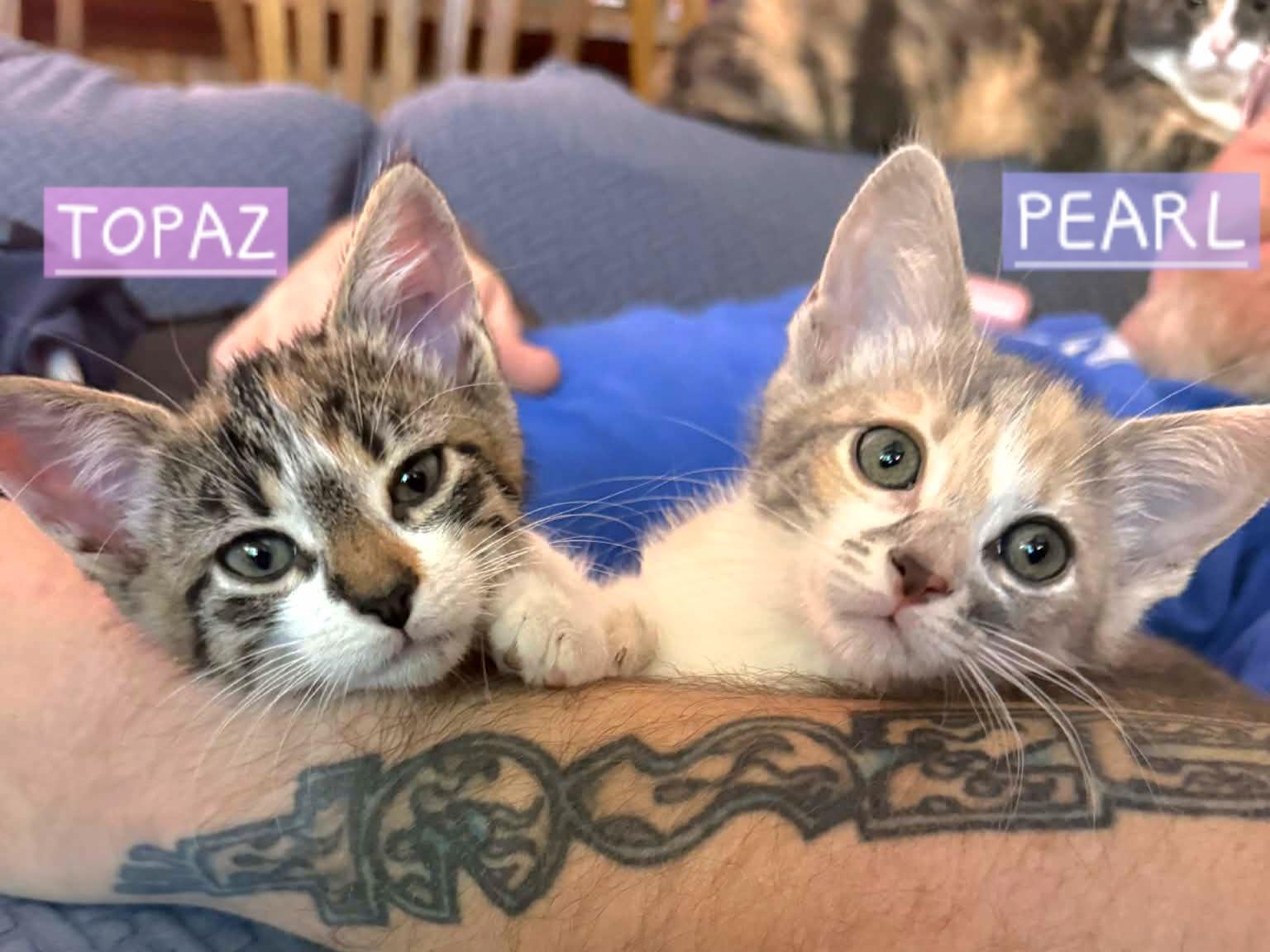 Enlarge :::Topaz & Pearl:::, an adopted mixed breed in Yorba Linda, CA image 2/5