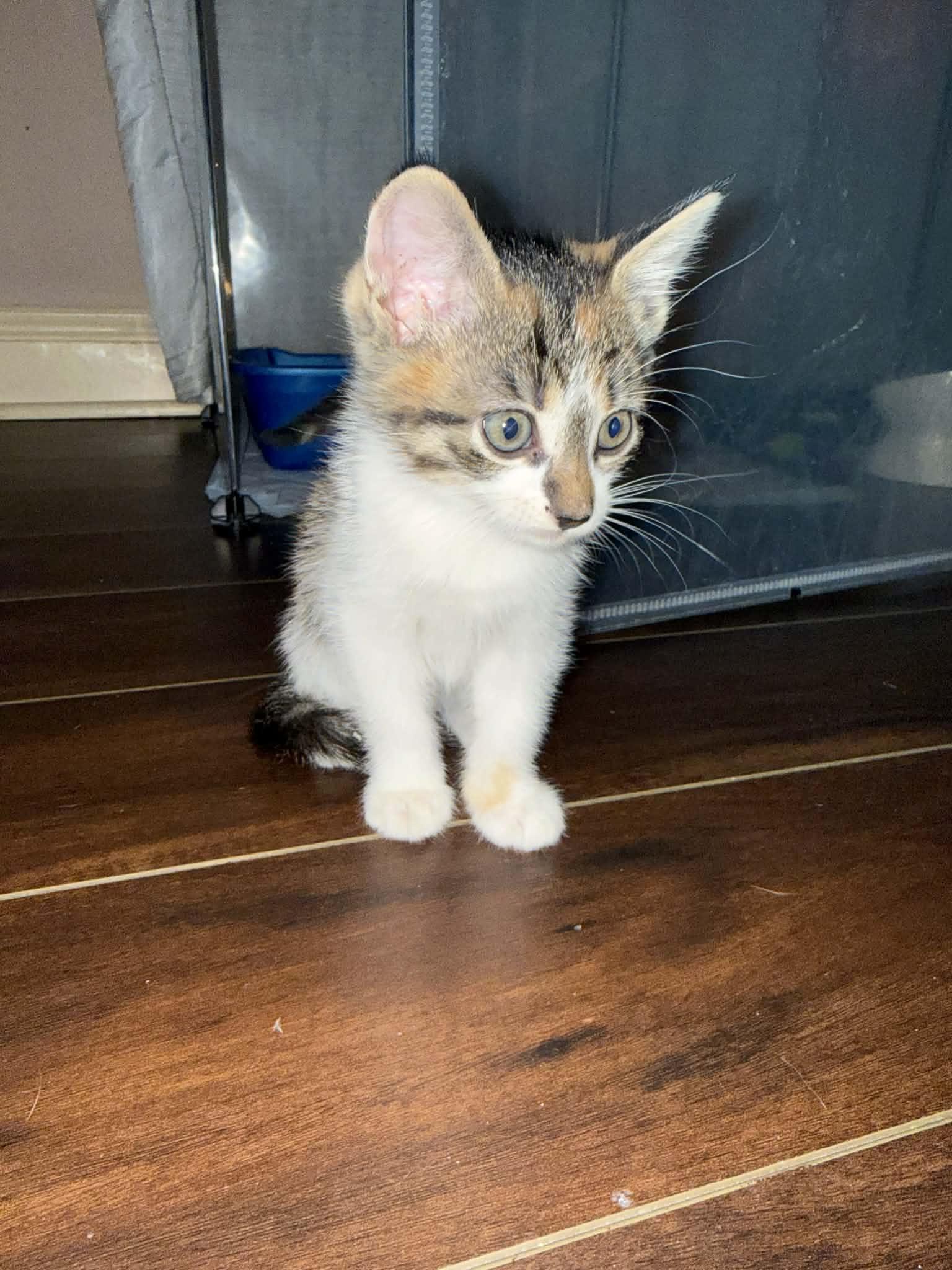 Enlarge :::Topaz & Pearl:::, an adopted mixed breed in Yorba Linda, CA image 4/5