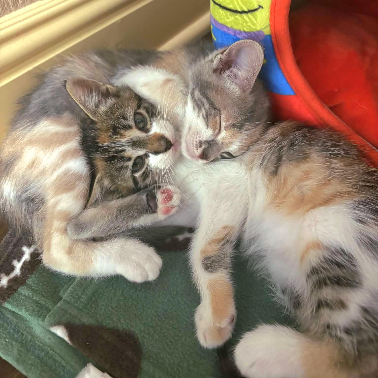 Enlarge :::Topaz & Pearl:::, an adopted mixed breed in Yorba Linda, CA image 1/5