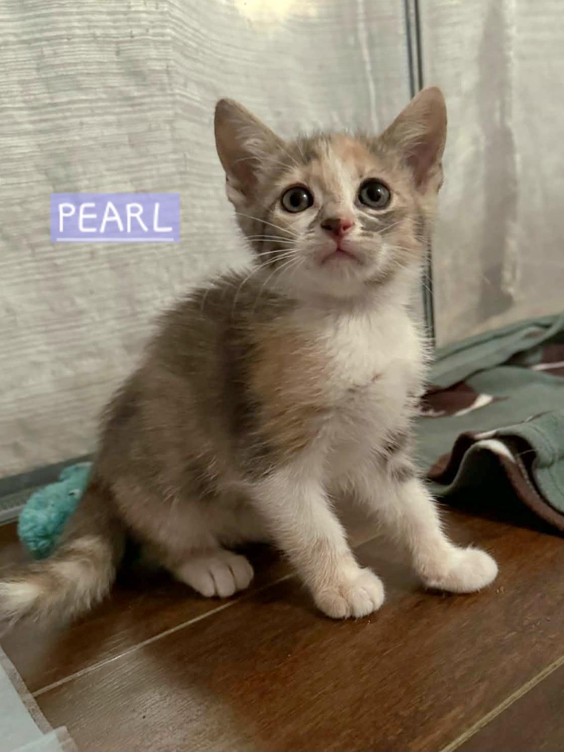 Enlarge :::Topaz & Pearl:::, an adopted mixed breed in Yorba Linda, CA image 5/5
