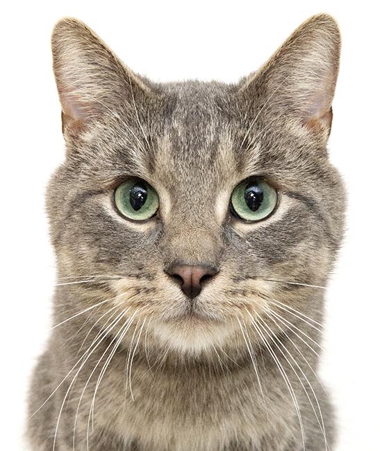 Max, ADOPTABLE, Adult Male Domestic Short Hair & Tabby.