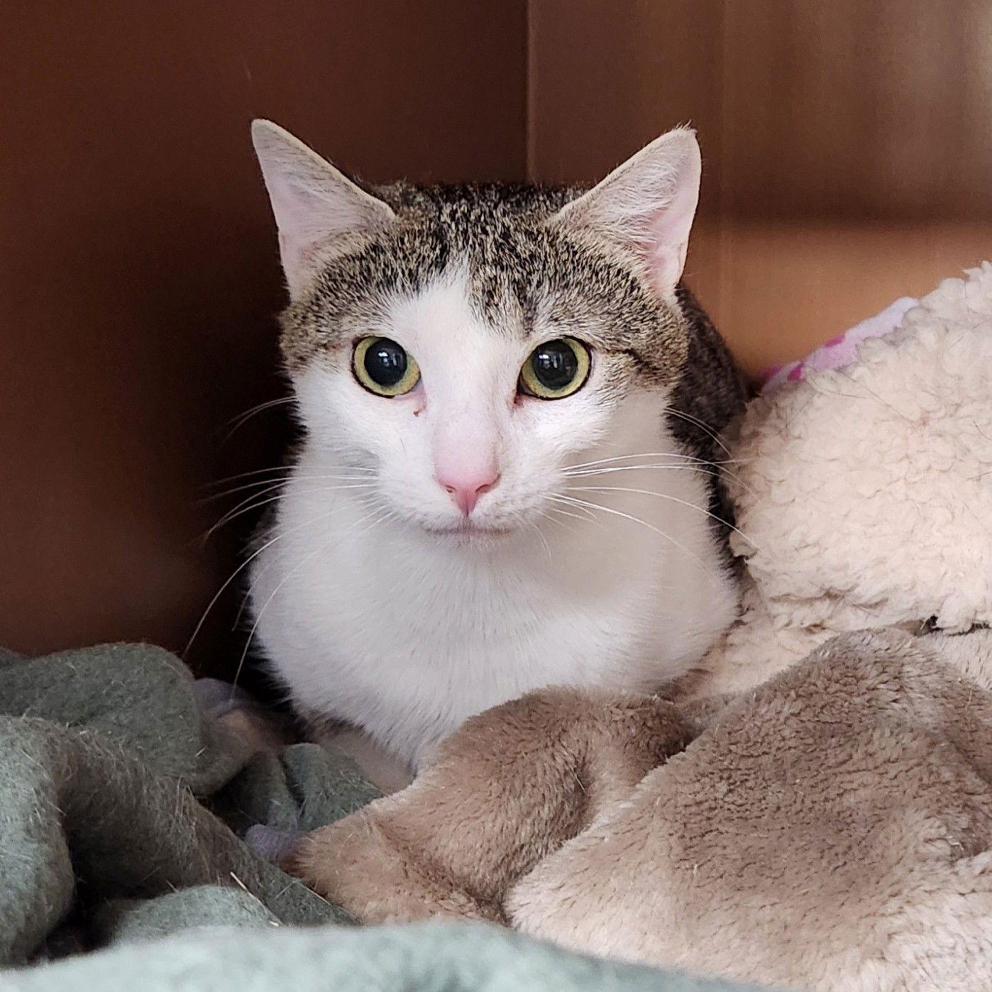 Justa, Adoptable, Adult Female Domestic Short Hair & Tabby.