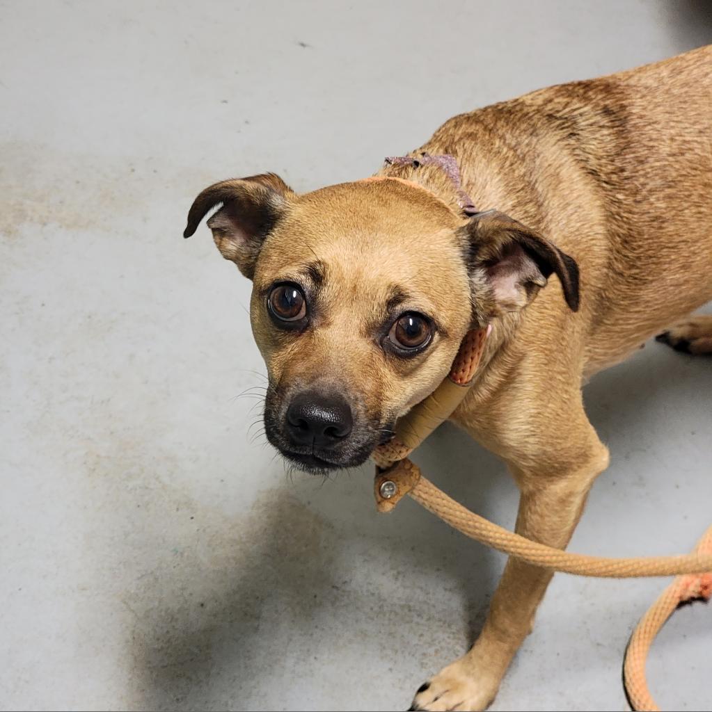 Enlarge Betty, a Adoptable Mixed Breed in Troy, IL image 1/3