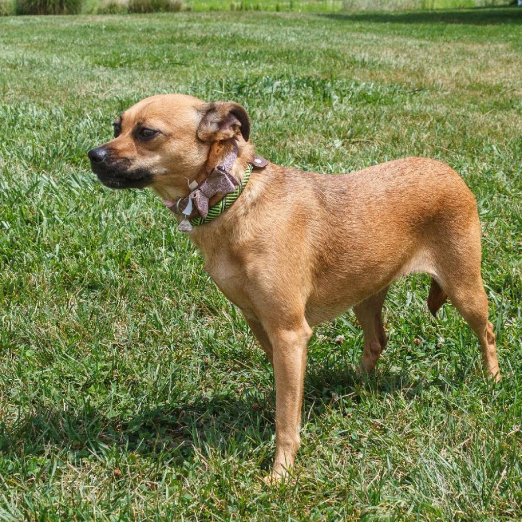 Enlarge Betty, a Adoptable Mixed Breed in Troy, IL image 2/3