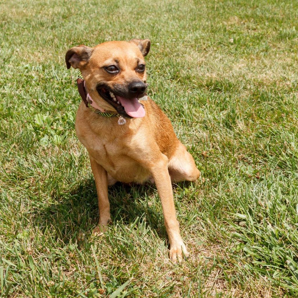 Enlarge Betty, a Adoptable Mixed Breed in Troy, IL image 3/3