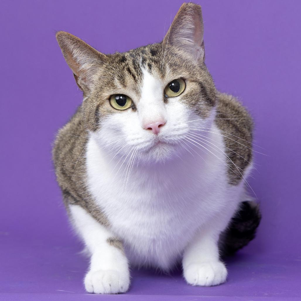 Lolo, a Adoptable Domestic Short Hair in Franklin, TN image 1/3