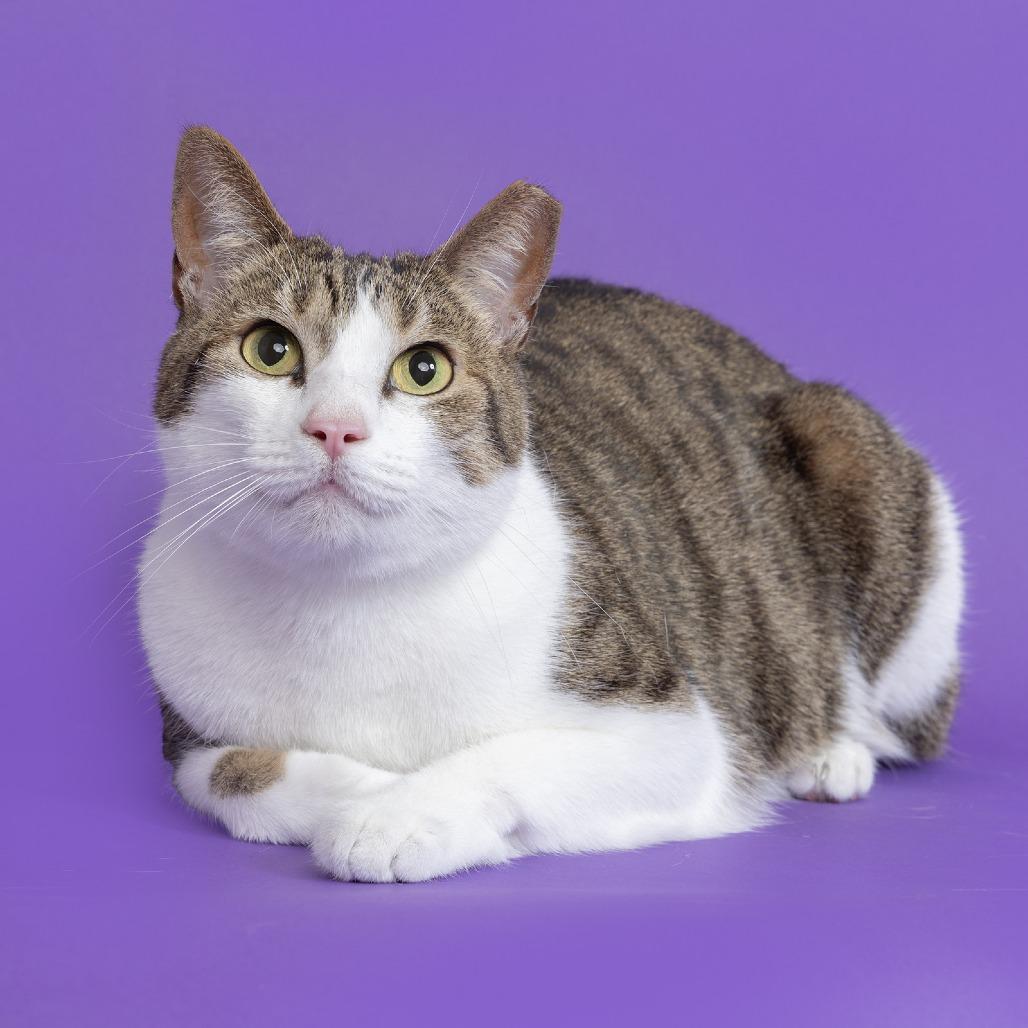 Lolo, a Adoptable Domestic Short Hair in Franklin, TN image 2/3