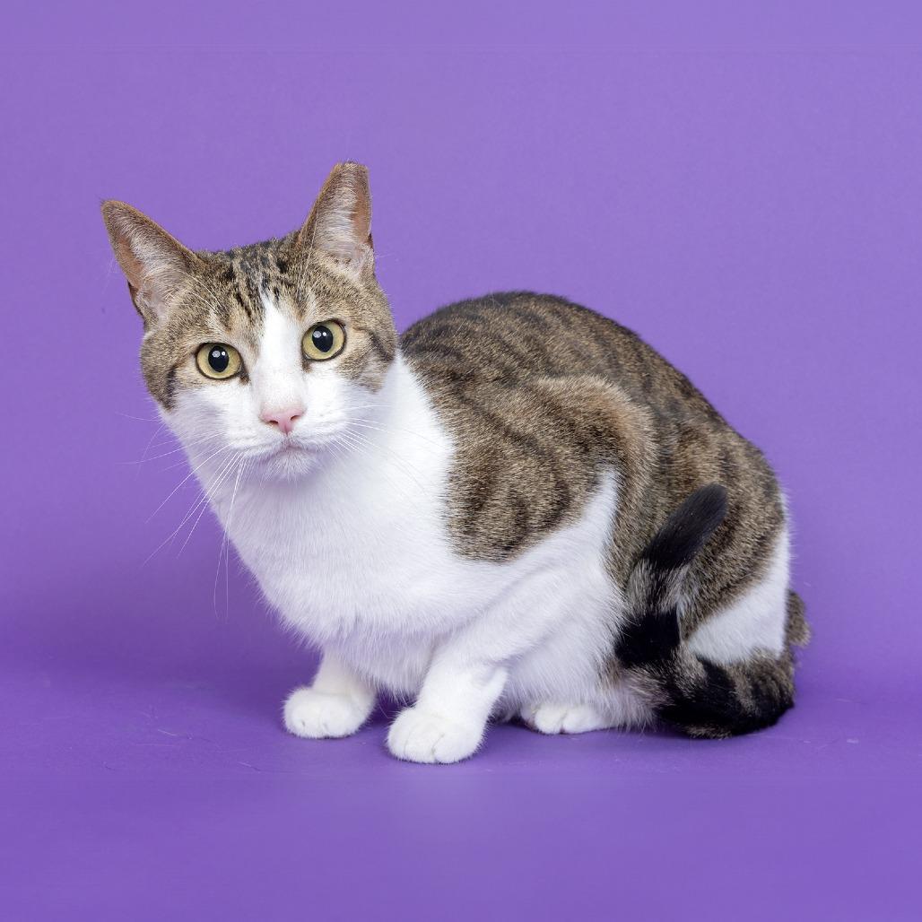Lolo, a Adoptable Domestic Short Hair in Franklin, TN image 3/3
