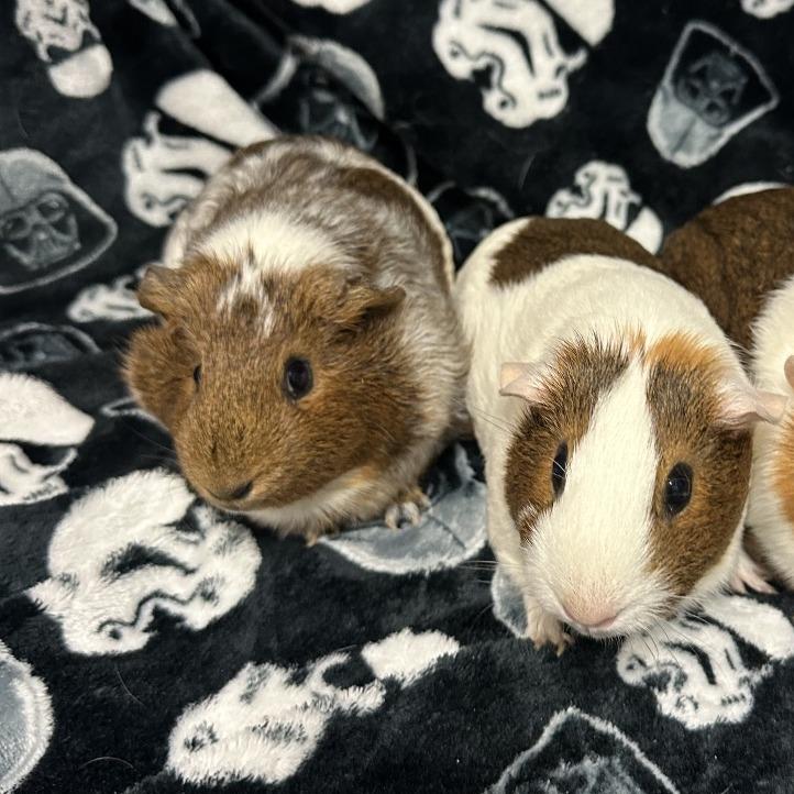 Sarah & Aloe, Adoptable, Adult Female Guinea Pig.